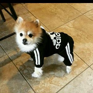 Meet your Posher, Zion